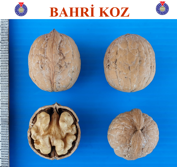 KSÜ’de 2 Yeni Ceviz Çeşidi Geliştirildi